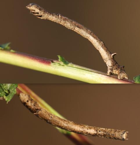 Angerona prunaria